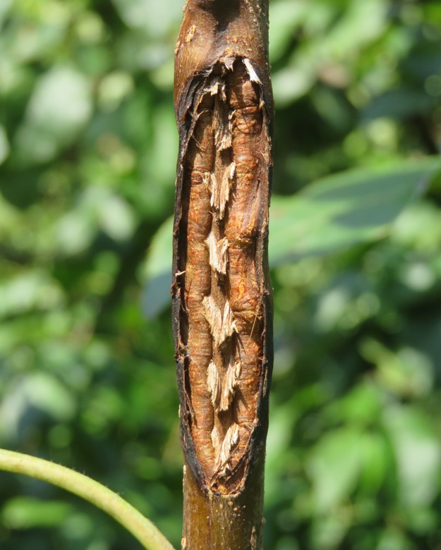 Tree branched sliced open by cicada laying eggs