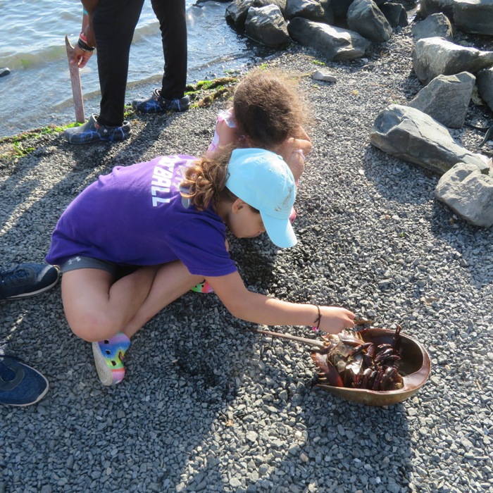 Young kids touching underside of horseshoe crab