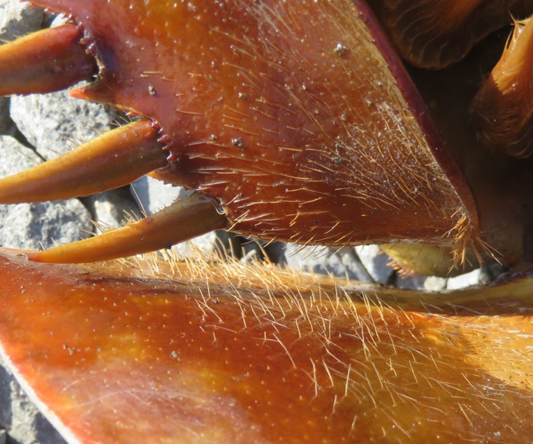 Close-up of hairs on underside of horseshoe crab