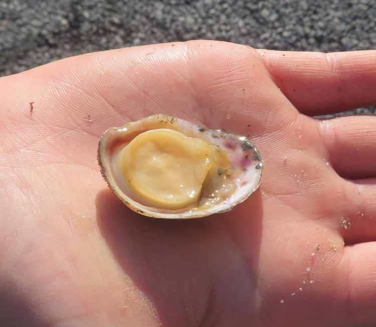 Underside of shell animal that was attached to horseshoe crab