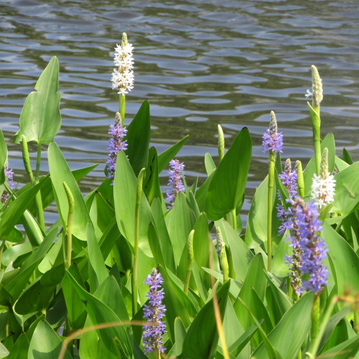 Purple and white pickerelweed flowers