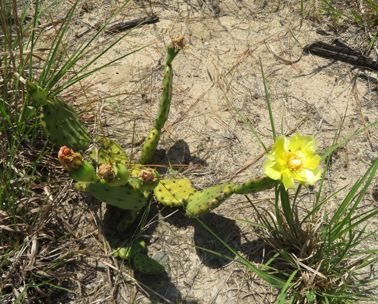 Eastern prickly-pear cactus