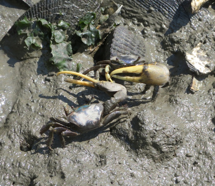 Two fiddler crabs