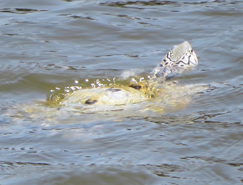 Terrapin on the water