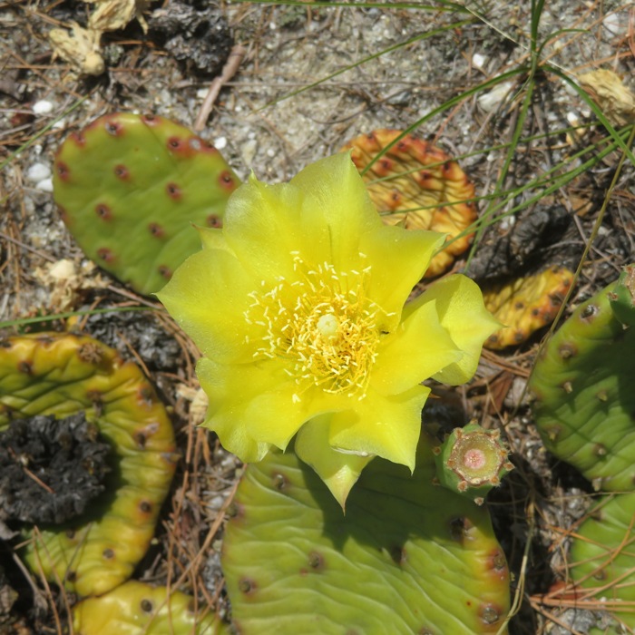 Yellow prickly-pear cactus flower