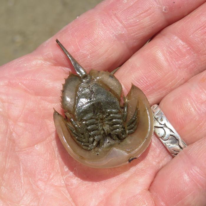 Underside of baby horseshoe crab