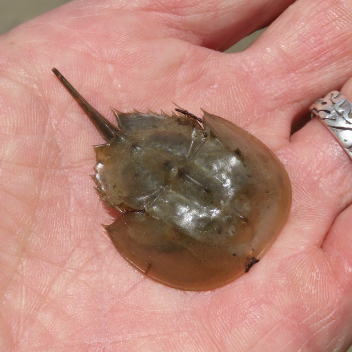 Topside of baby horseshoe crab