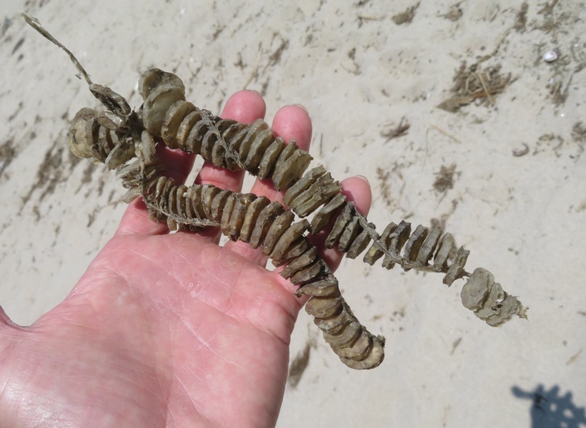 Egg cases of knobbed whelk