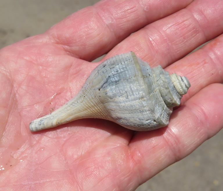 Channeled whelk