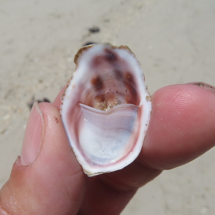 Underside of slipper snail shell