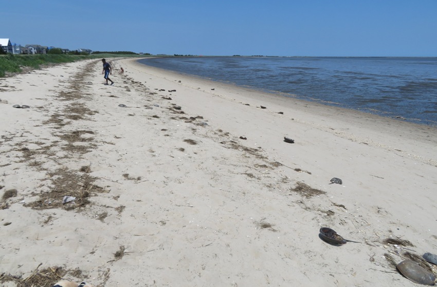 The oldest kid walking on the beach, littered with dead horseshoe crabs