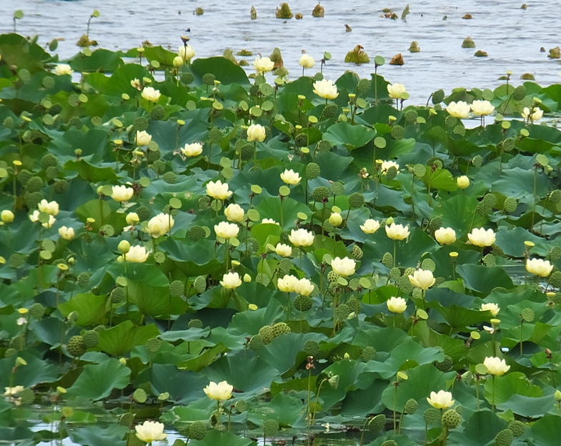 Lotus flowers