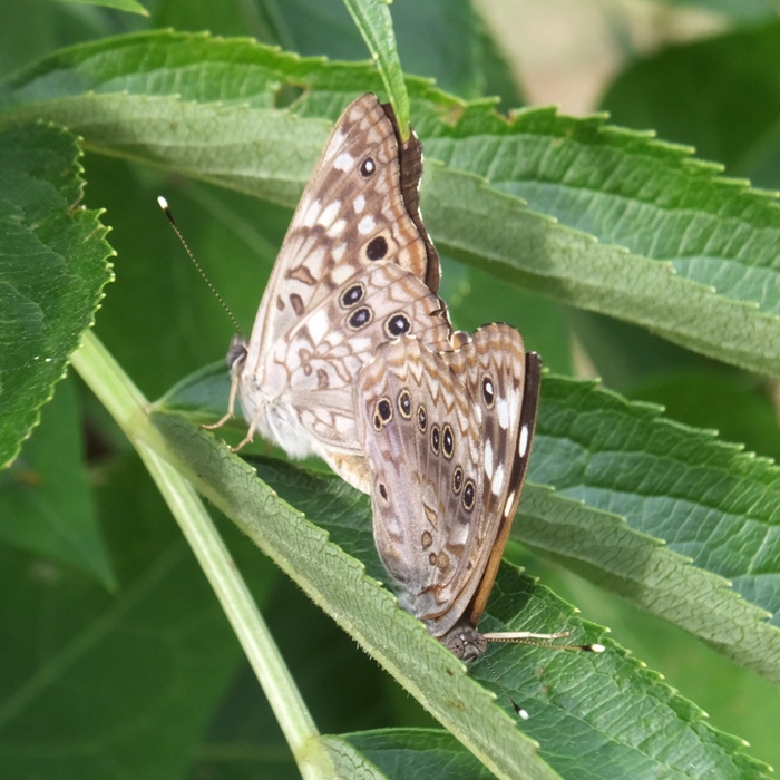 Butterflies mating