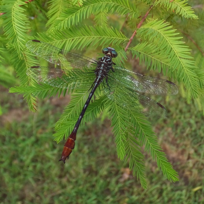 Dragonfly on tree