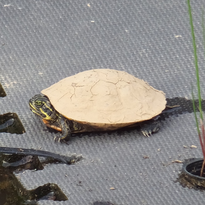 Turtle on floating platform