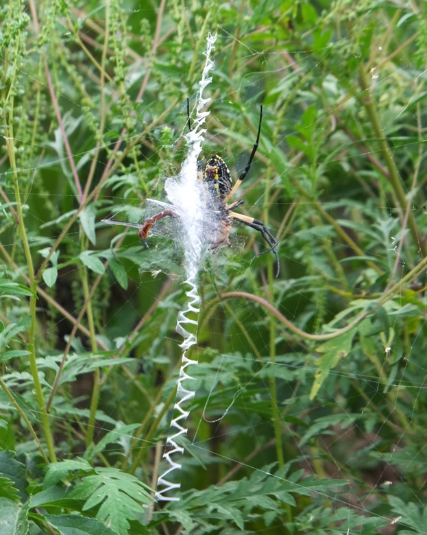 Writing spider on web