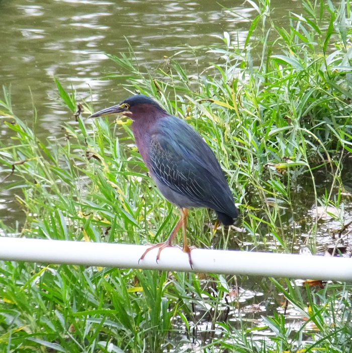 Green heron perched on pipe