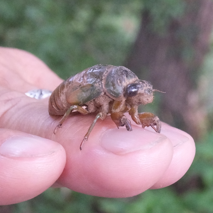 Young cicada in my hand