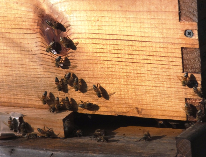 Bees on hive box and at entrance