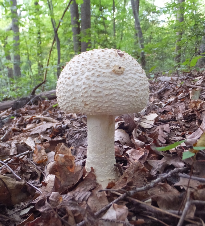 White mushroom