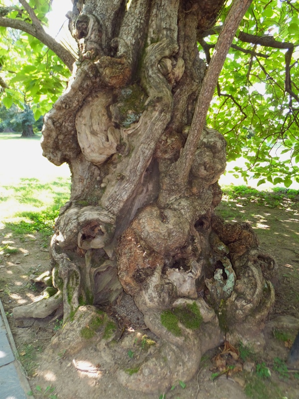 Catalpa tree that lived during the Civil War