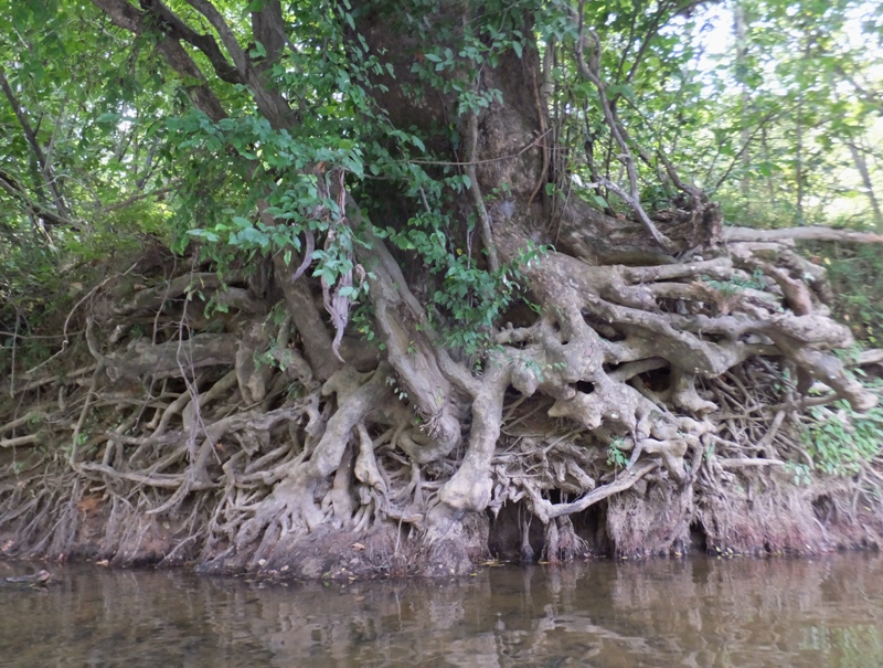 Tree along the shore with little dirt on the roots