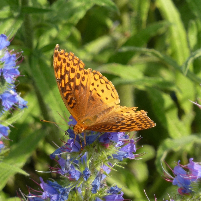 Orange butterfly on flower