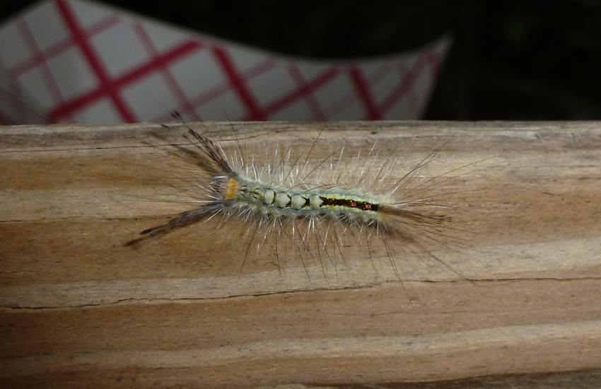 Green caterpillar with long hair