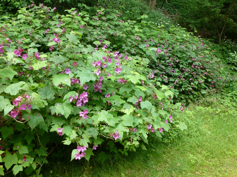 Pink flowers on big bush