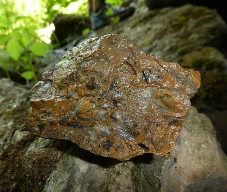 Another rock with shell imprints