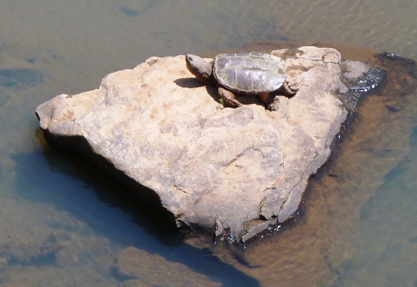 Snapping turtle on rock