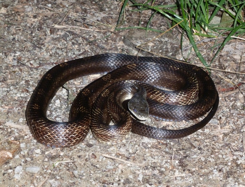 Northern water snake