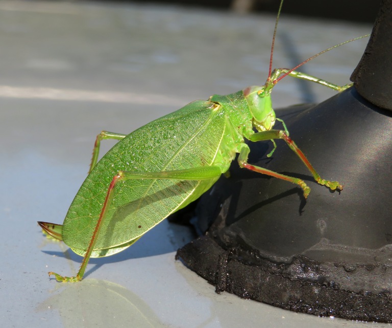 Katydid on base of car antenna