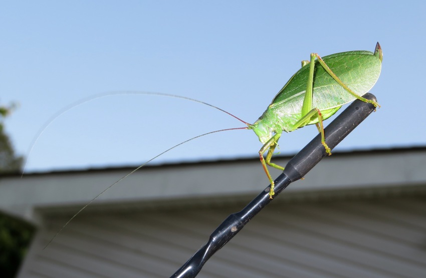 Katydid on tip of car antenna