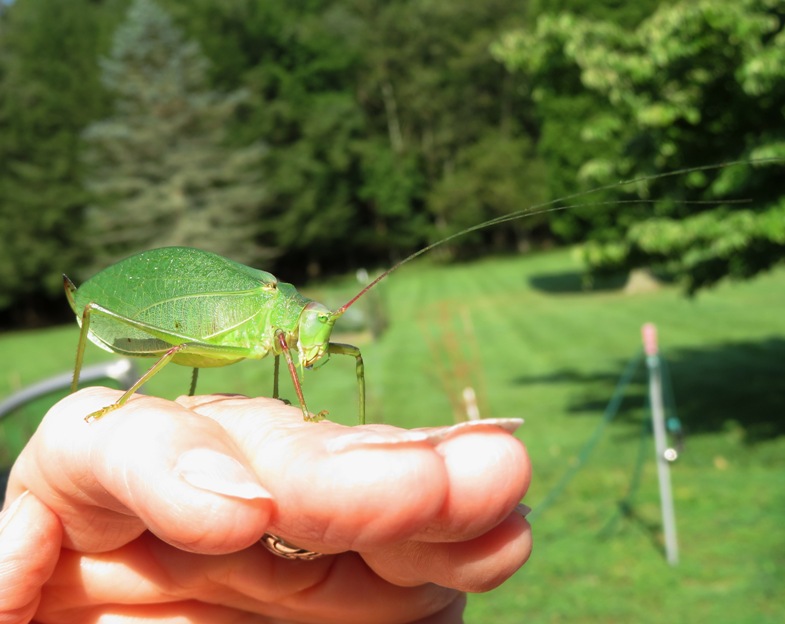 Katydid on hand