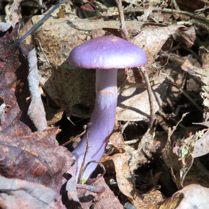 Viscid violet cort mushroom