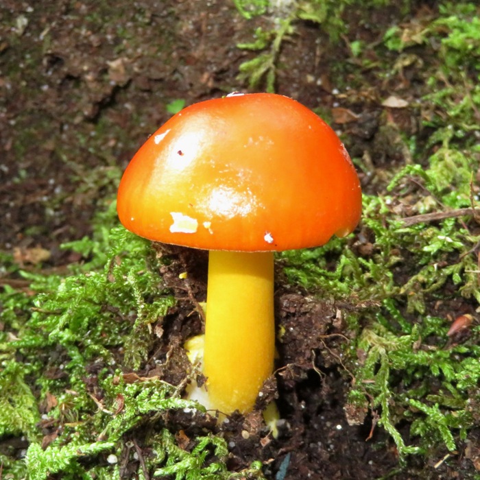 Amanita flavoconia mushroom