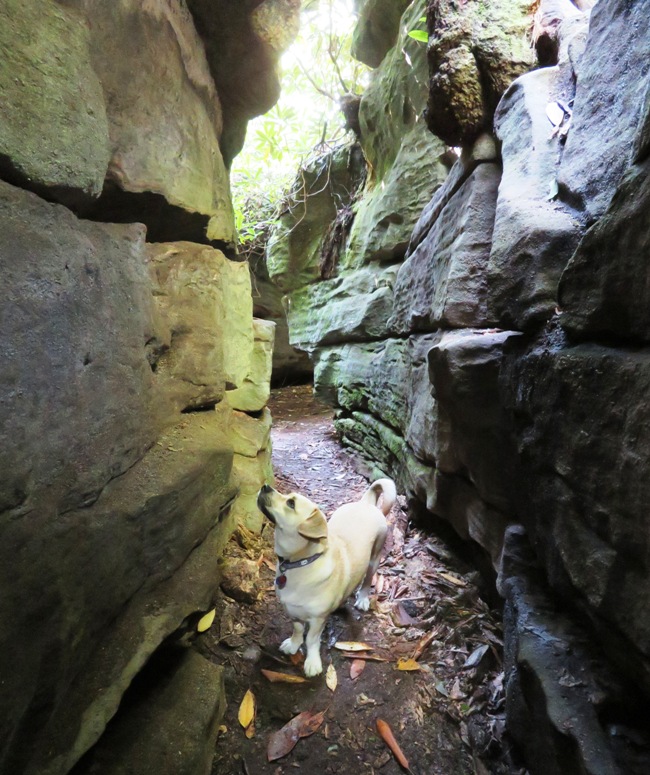 Daphne in the rock maze