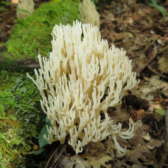 White coral fungus