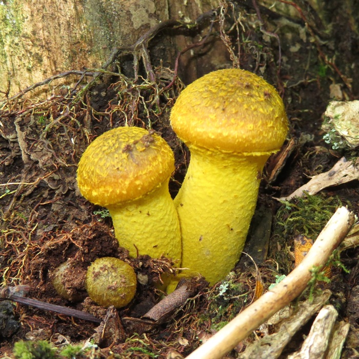 Yellowish-orange mushrooms