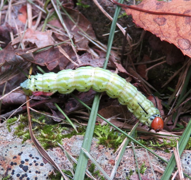 Rosy maple caterpillar