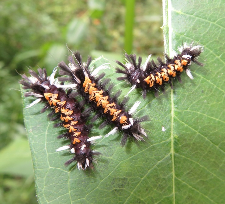 Several milkweed tussock caterpillars