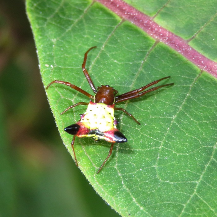 Arrow-shaped Micrathena Spider facing up