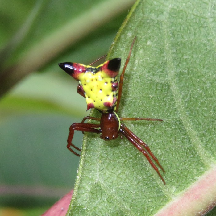 Arrow-shaped Micrathena Spider facing down