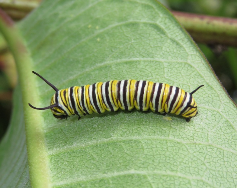 Monarch caterpillar