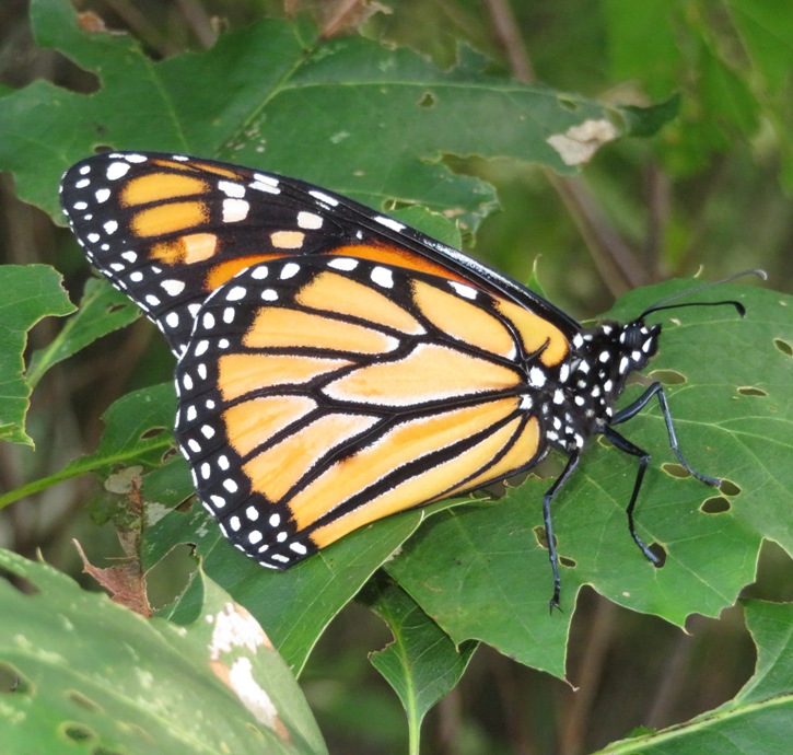 Monarch butterfly