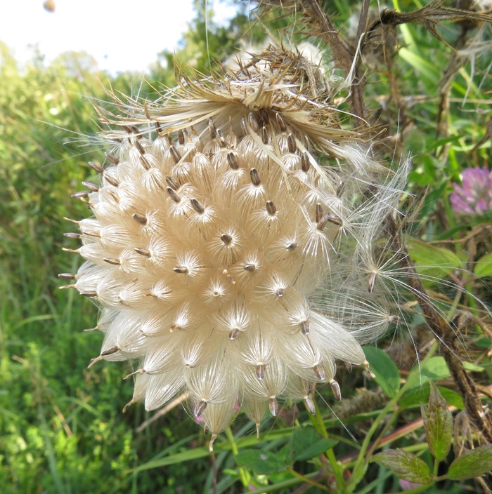 Seeds of thistle plant