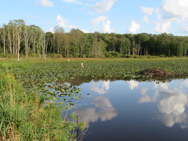 Pond with beaver lodge