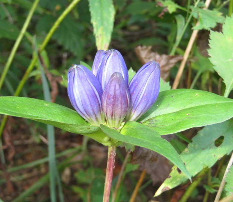 Closed bottle gentian flower