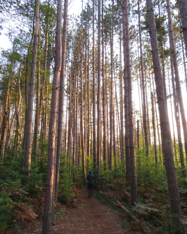 Illuminated pine trees